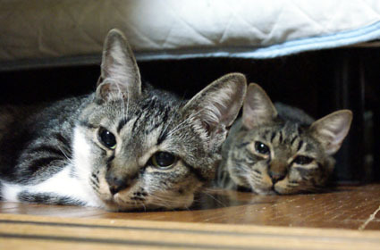 20090627muu_ramu.JPG