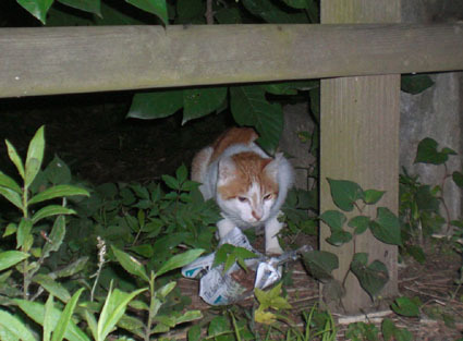 20090627park01.JPG