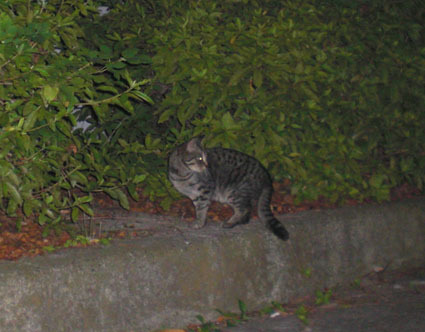20090627park04.JPG