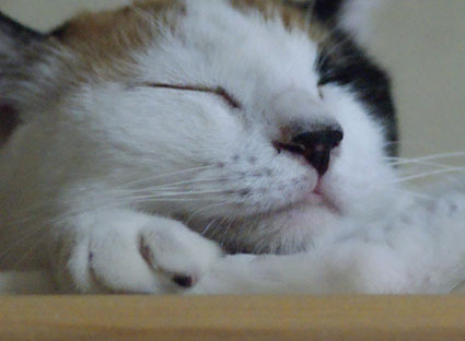20090726home08.JPG