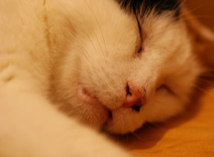 20090726home09.JPG