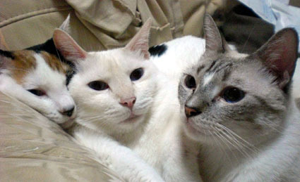 20090823home01.JPG