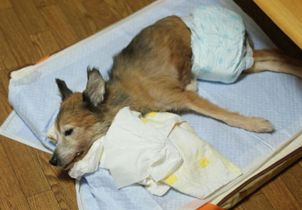 20090926home01.JPG