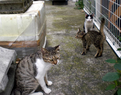 20090929kawa01.JPG