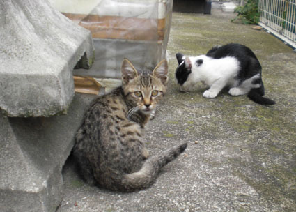 20090929kawa02.JPG