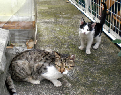 20090929kawa03.JPG