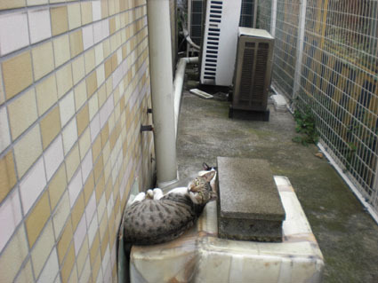 20090929kawa05.JPG