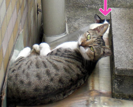 20090929kawa06.JPG