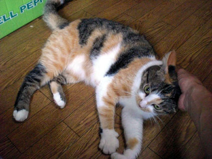 20091017home05.JPG