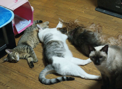 20091123home13.JPG