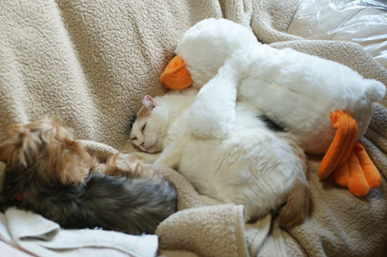 20091219home14.JPG