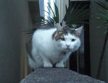20091220sanpo01.JPG