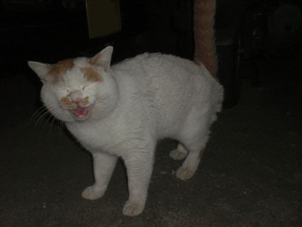 20091223sanpo01.JPG
