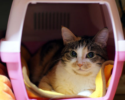 20091228home01.JPG