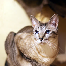 20100101chiro01.JPG