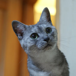 20100101siruba01.JPG