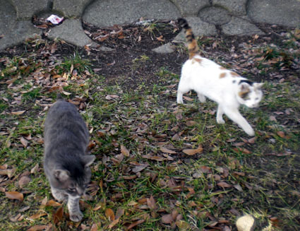 20100103ura19.JPG