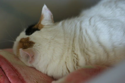20100121home02.JPG