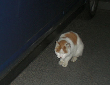 20100124soto06.JPG
