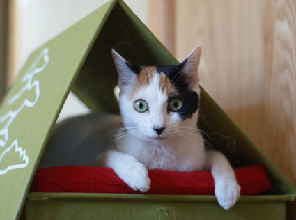 20100126home04.JPG