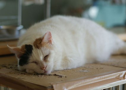 20100126home06.JPG