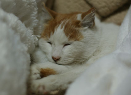 20100201nana01.JPG