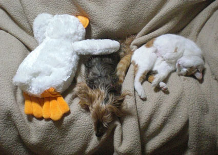 20100206home17.JPG