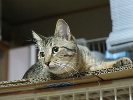 20100320ten01.JPG