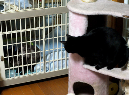 20100329home01.JPG