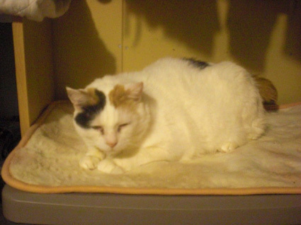 20100329home03.JPG