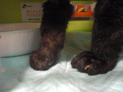 20100329home04.JPG