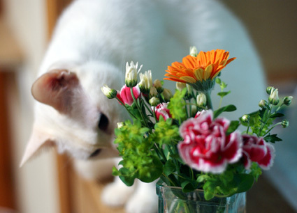 20100418home05.JPG