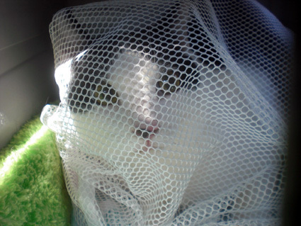20100425home02.JPG