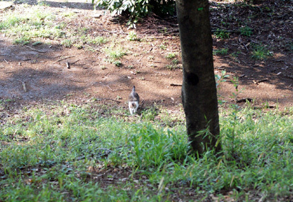 20100425park01.JPG