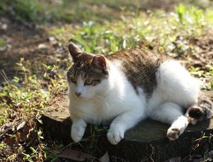 20100425park08.JPG