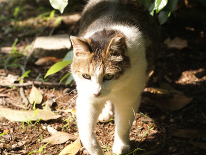20100515park07.JPG