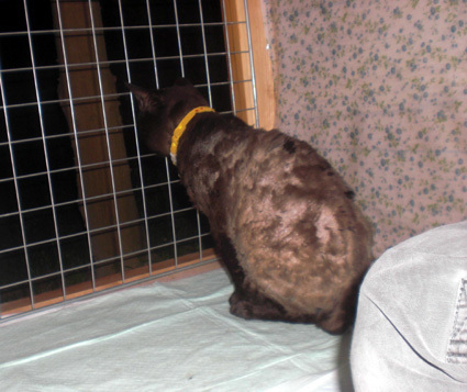 20100516home01.JPG