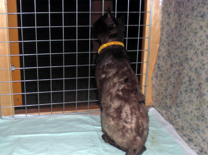 20100516home02.JPG