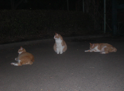 20100619park05.jpg