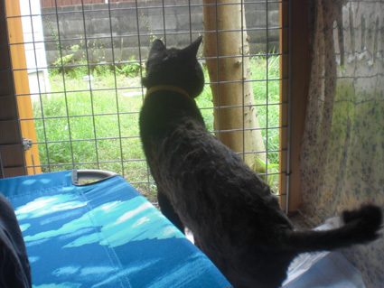 20100620home05.JPG