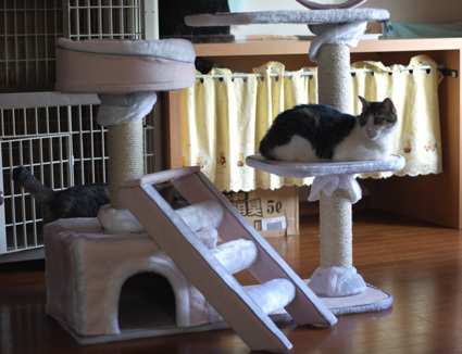 20100620home08.JPG