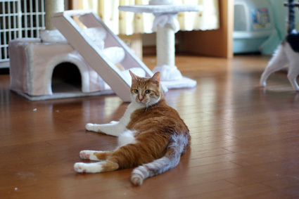 20100620home09.JPG