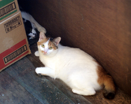 20100724kawasaki09.JPG
