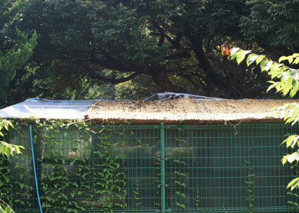 20100724kawasaki23.JPG