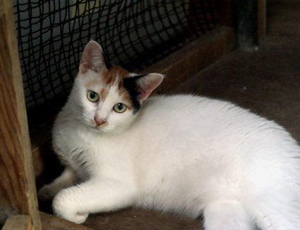 20100814fujimi11.JPG
