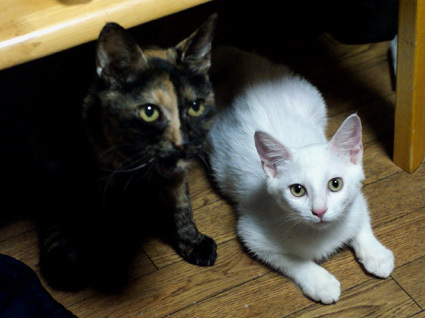 20100819home06.JPG