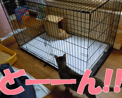 20100827home03.JPG