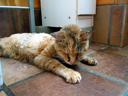 20100828home01.JPG