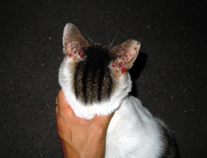 20100828park13.jpg