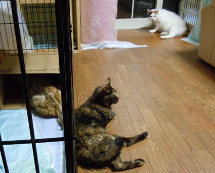 20100830home02.JPG